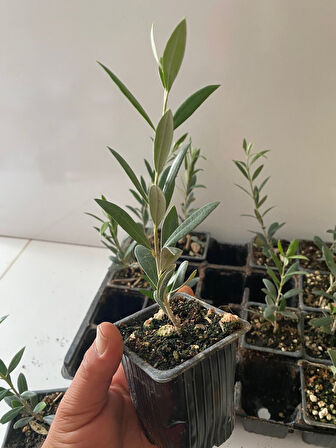 Nikah Düğün Organizasyon İçin Hediyelik Mini Saksıda Zeytin Fidanı (100Adet)