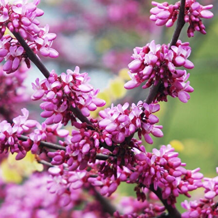 2 Yaş Erguvan Fidanı 'Cercis siliquastrum'