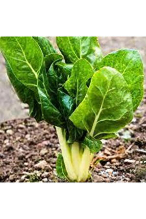 50 Adet Tohum Yerli Pazı Doğal Pazı Ata Tohum