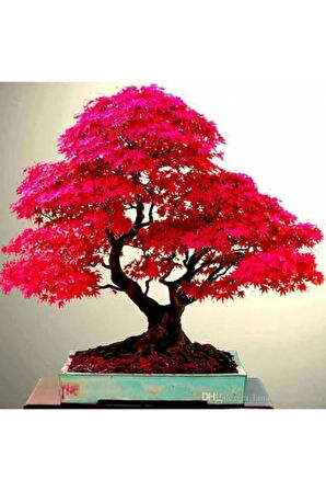 5 Adet Tohum Bodur Bonsai Japon Red Maple Ağacı Bonzai Tohumu Süpriz Hediye Bonsai Ağacı Tohumu