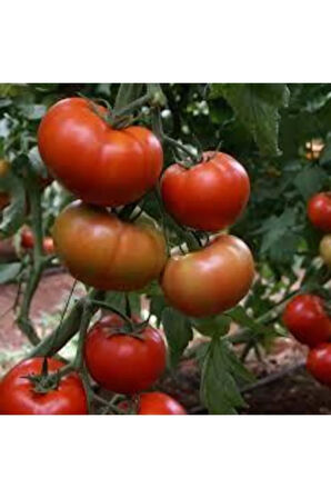 Köy Domates Tohumu 10 Adet