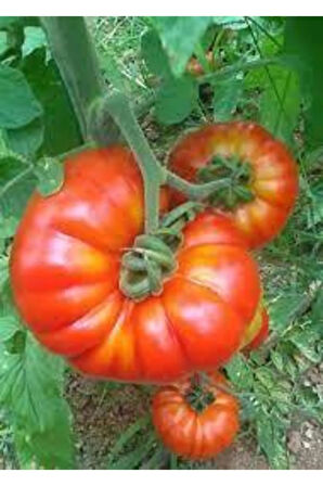 Köy Domates Tohumu 10 Adet