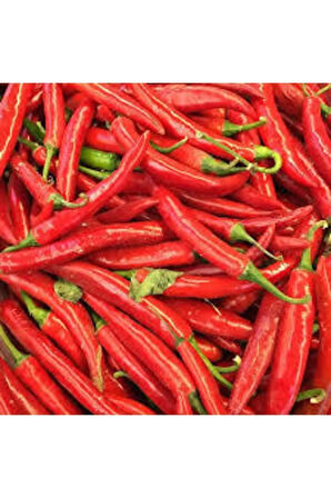 30 Adet Şili Biberi Tohumu