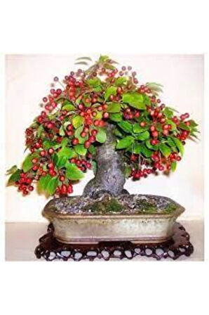 Tohum Bodur Bonsai Napolyon Kiraz Ağacı Tohumu 5 Adet