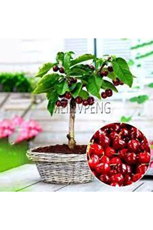 Tohum Bodur Bonsai Napolyon Kiraz Ağacı Tohumu 5 Adet