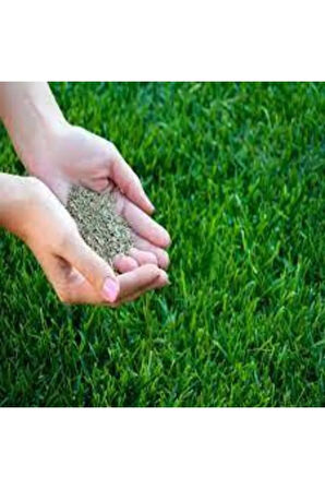 500 gr İthal 3'lü Çim Tohumu