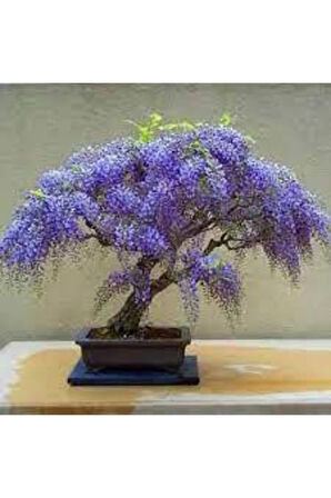 5 Adet Bodur Jakaranda Bonsai Ağacı Tohumu