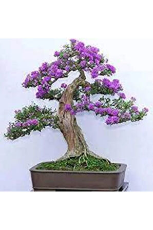 5 Adet Bodur Jakaranda Bonsai Ağacı Tohumu