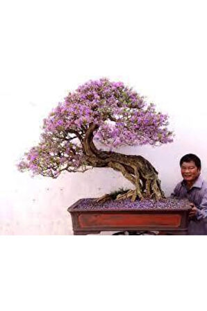 5 Adet Bodur Jakaranda Bonsai Ağacı Tohumu