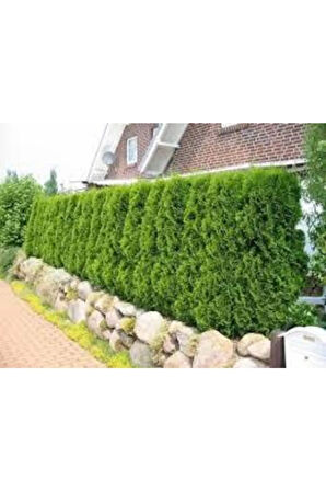 25 Adet Tohum Çit Mazı Tohumu Çit Mazısı