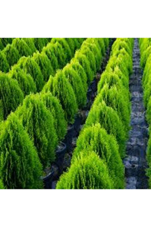 25 Adet Tohum Çit Mazı Tohumu Çit Mazısı