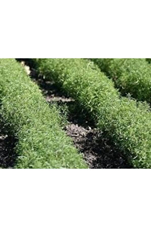Tohum Organik Kekik Tohumu Aromatik Dağ Kekiği Tohumu 20 Adet