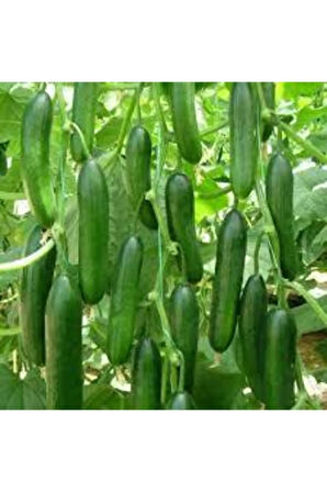 50 Adet Tohum Silor Yerli Parmak Salatalık Tohumu Orjinal Ata Tohum Sülor Salatalık Sürpriz Tohum