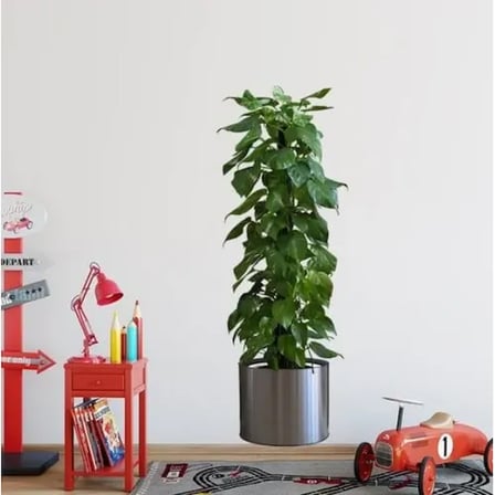 Saksılı Bitki Tasarımlı Yapışkanlı Sticker Resim 90*30 cm MC-665