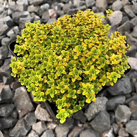 Yayılıcı Altın Kekik Archers Gold Aromatik Kekik Fidesi (2 Adet)