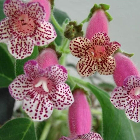 Koleksiyonluk Dalkullan  Kohleria Japon Küpelisi Çiçeği Fidesi (Mini Potta)