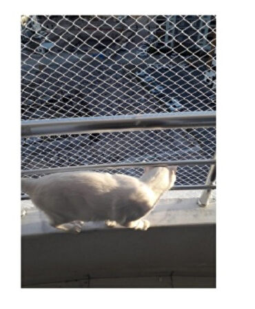 Kedi Koruma Filesi Balkon Filesi Balkon Ağı 1 Milim boy 2 50 x 5 Metre