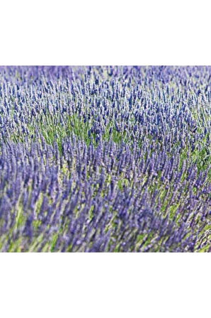 Yoğun Kokulu (Lavandula X Intermedia), Saksıda Lavanta Fidanı, Büyük Boy, 