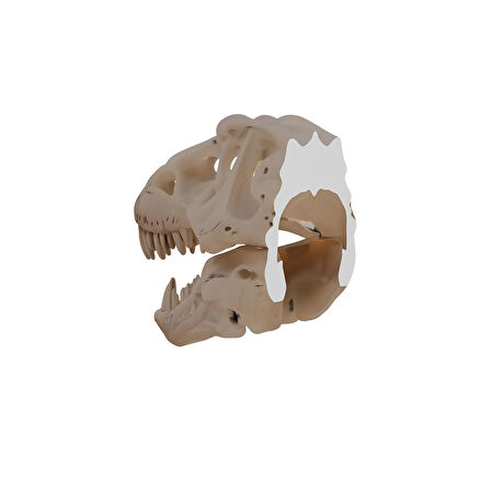 T-Rex Kafası Duvar Dekoru