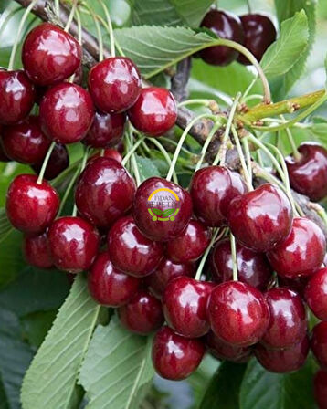 6 Yaş Aşılı Regina Kiraz Fidanı 'Rootball'