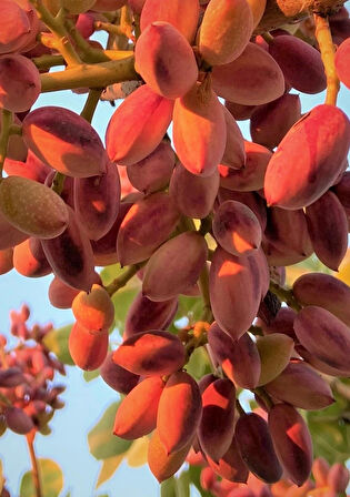 Tüplü Siirt - Antep Fıstığı Fidanı 