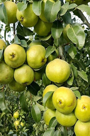 Bodur Aşılı Ankara Armut Fidanı 3 Yaş