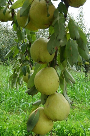 Bodur Aşılı Ankara Armut Fidanı 3 Yaş