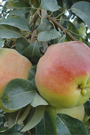 Aşılı Deveci Armut Fidanı 3 Yaş