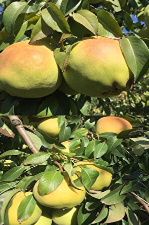 Aşılı Deveci Armut Fidanı 3 Yaş