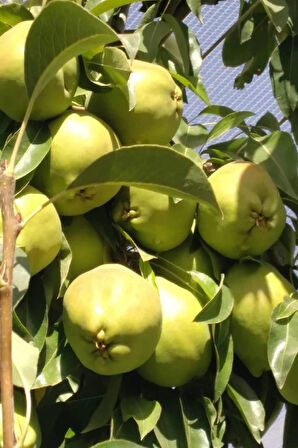 Aşılı Deveci Armut Fidanı 3 Yaş