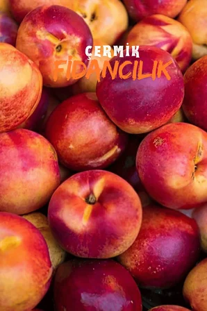 Aşılı Tüysüz Şeftali ( Nektarin ) Fidanı