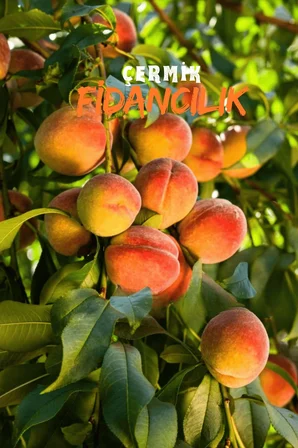 Aşılı Şeftali Fidanı 3 Yaş