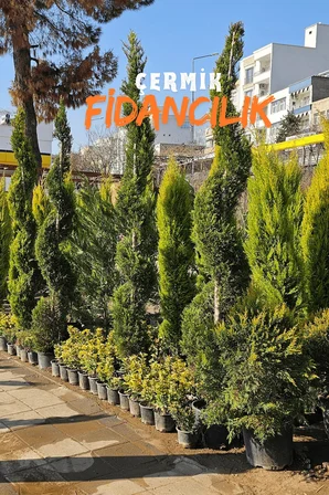 Tüplü Limon Servi Çam Fidanı 3 Yaş 1.5 Metre Boy