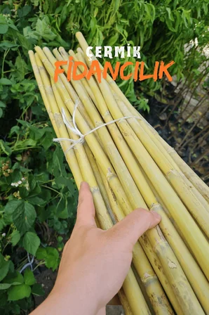 Bambu Fidan Bitki Destek Çubuğu 50 Adet 2 Metre Boy