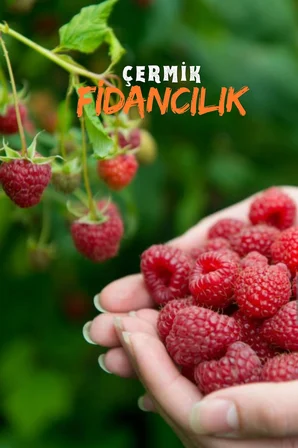 Yediveren Ahududu Fidanı