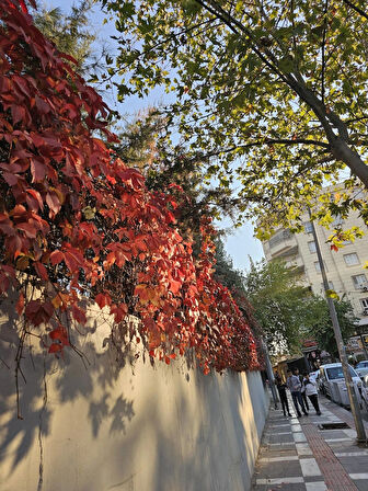 Kırmızı Yaprak Amerikan Duvar Sarmaşığı Fidanı 70 - 90 Cm