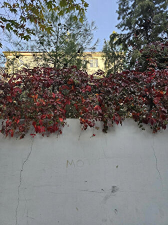 Kırmızı Yaprak Amerikan Duvar Sarmaşığı Fidanı 70 - 90 Cm