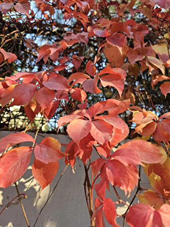 Kırmızı Yaprak Amerikan Duvar Sarmaşığı Fidanı 70 - 90 Cm