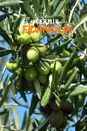 6 Yaş Bursa Gemlik Trilye Zeytin Fidanı Saksılı Büyük Boy