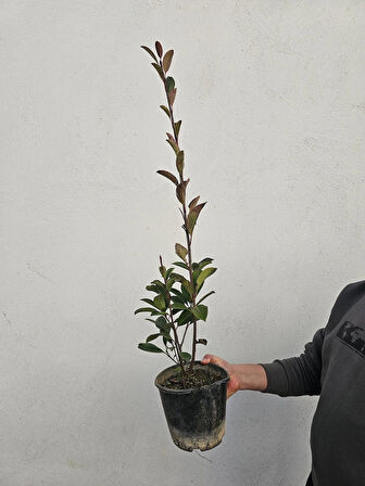 Tüplü Alev Çalısı Fidanı Alev Ağacı Çit Bitkisi