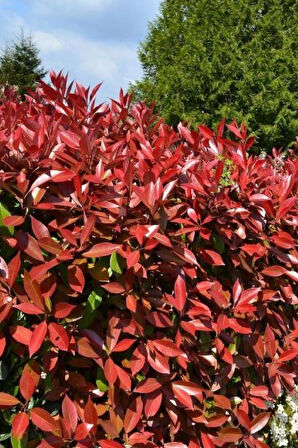 Tüplü Alev Çalısı Fidanı Alev Ağacı Çit Bitkisi