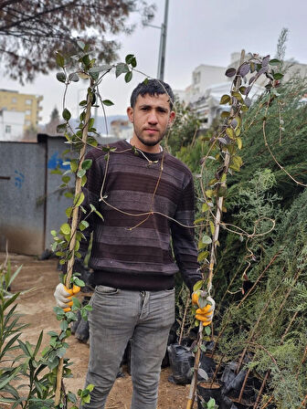 Tüplü Arap Yasemini Kokulu Sarmaşık Yasemin Fidanı 3 Yaş