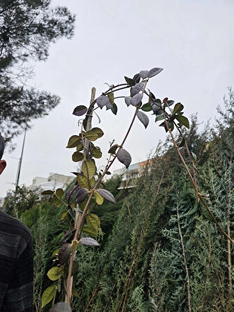 Tüplü Arap Yasemini Kokulu Sarmaşık Yasemin Fidanı 3 Yaş