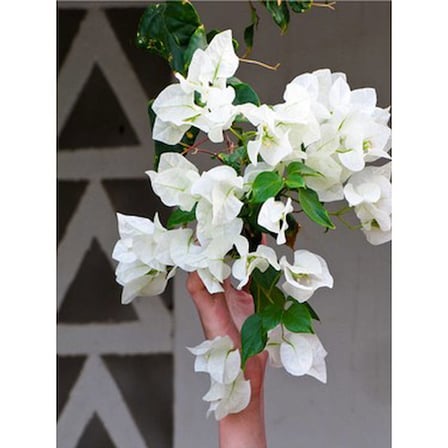 Beyaz Begonvil Çiçeği Fidanı 10-20 cm
