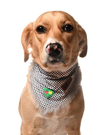 Köpek Bandana / Tendai