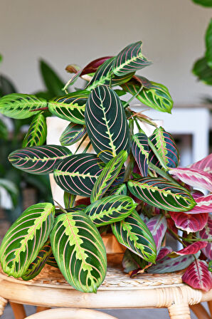 Calathea Maranta Bitkisi 'Dua Çiçeği'
