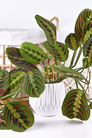 Calathea Maranta Bitkisi 'Dua Çiçeği'