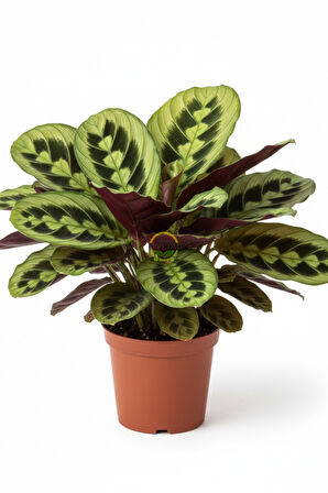 Calathea Maranta Bitkisi 'Dua Çiçeği'