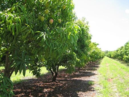 Palmer Mango Fidanı (4 YAŞ 90 CM VE ÜZERİ) Ürün Kategori Seçimi