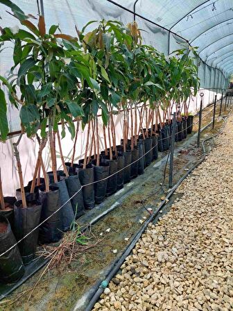 Palmer Mango Fidanı (4 YAŞ 90 CM VE ÜZERİ) Ürün Kategori Seçimi
